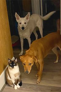 cat and two dogs