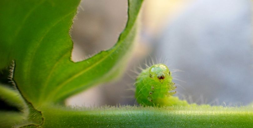 Caterpillar on a leaf